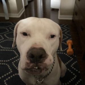 Meet your Posher, Posh